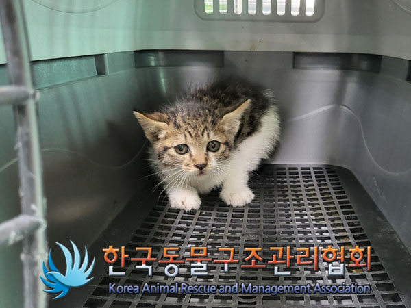 한국동물구조관리협회_411300202300215
