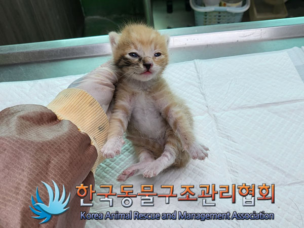한국동물구조관리협회_411323202300555