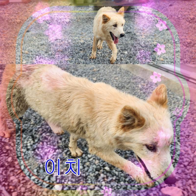 군산유기동물보호센터_445467202301000