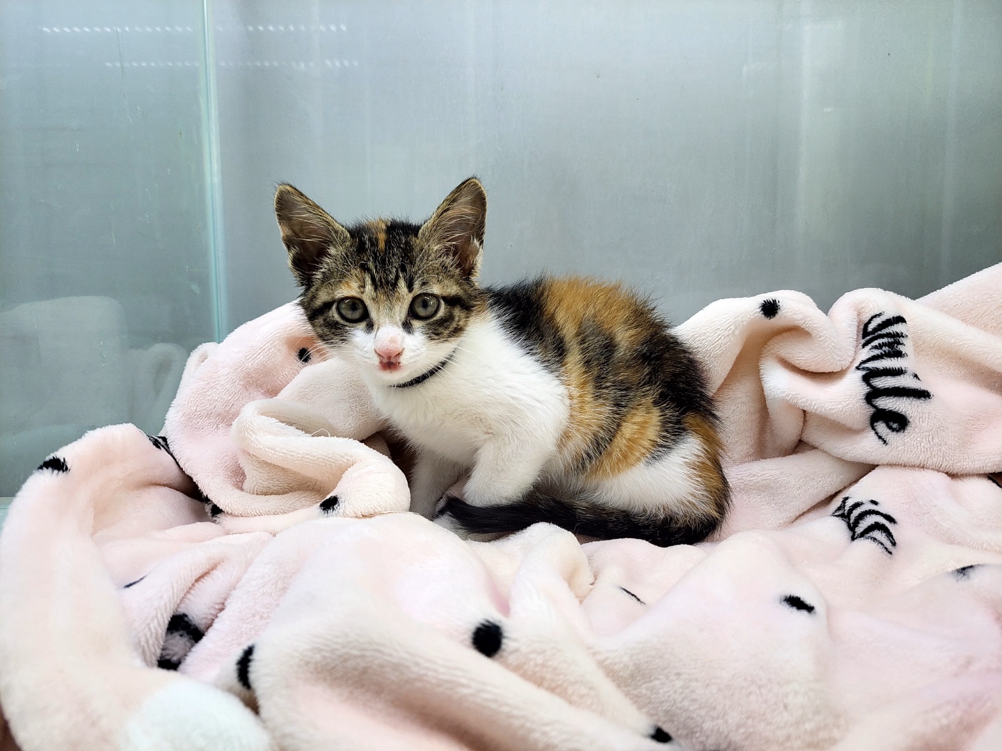 하남동물병원_441404202300248