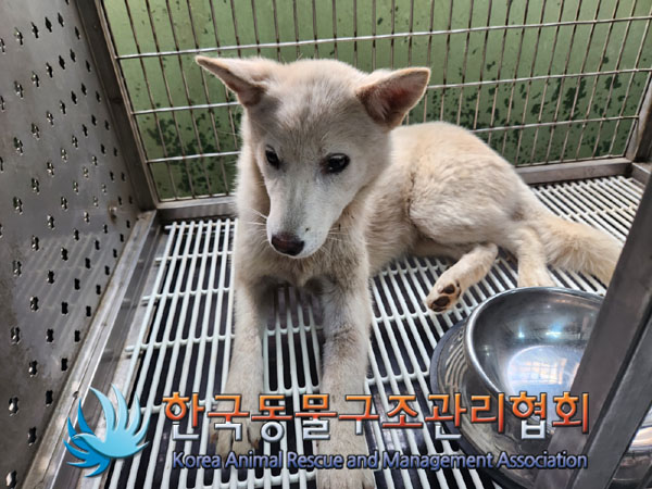 한국동물구조관리협회_441406202300811