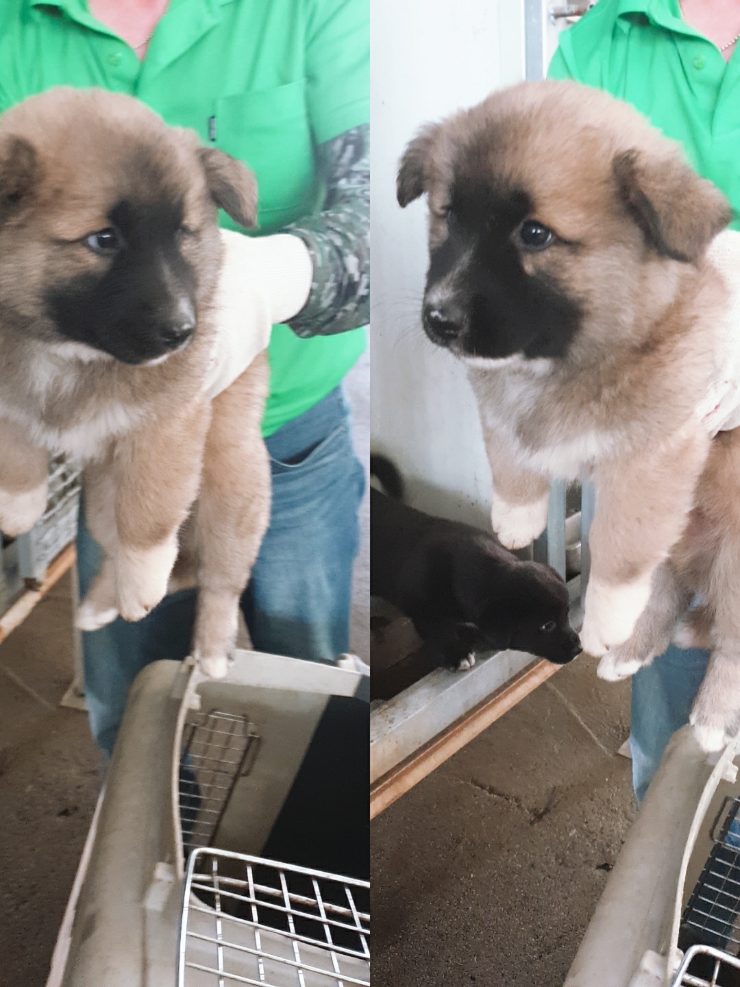 남양동물보호센터_441553202301716
