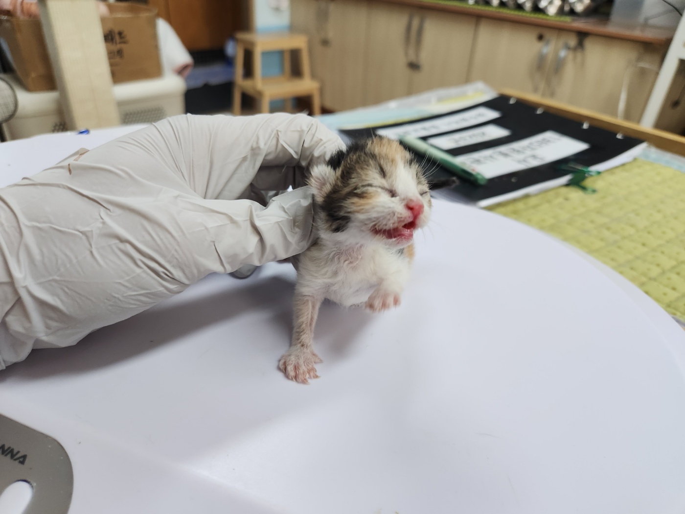광주 동물보호소_429361202300226