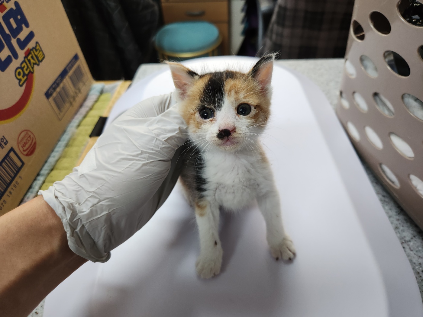 광주 동물보호소_429362202300469