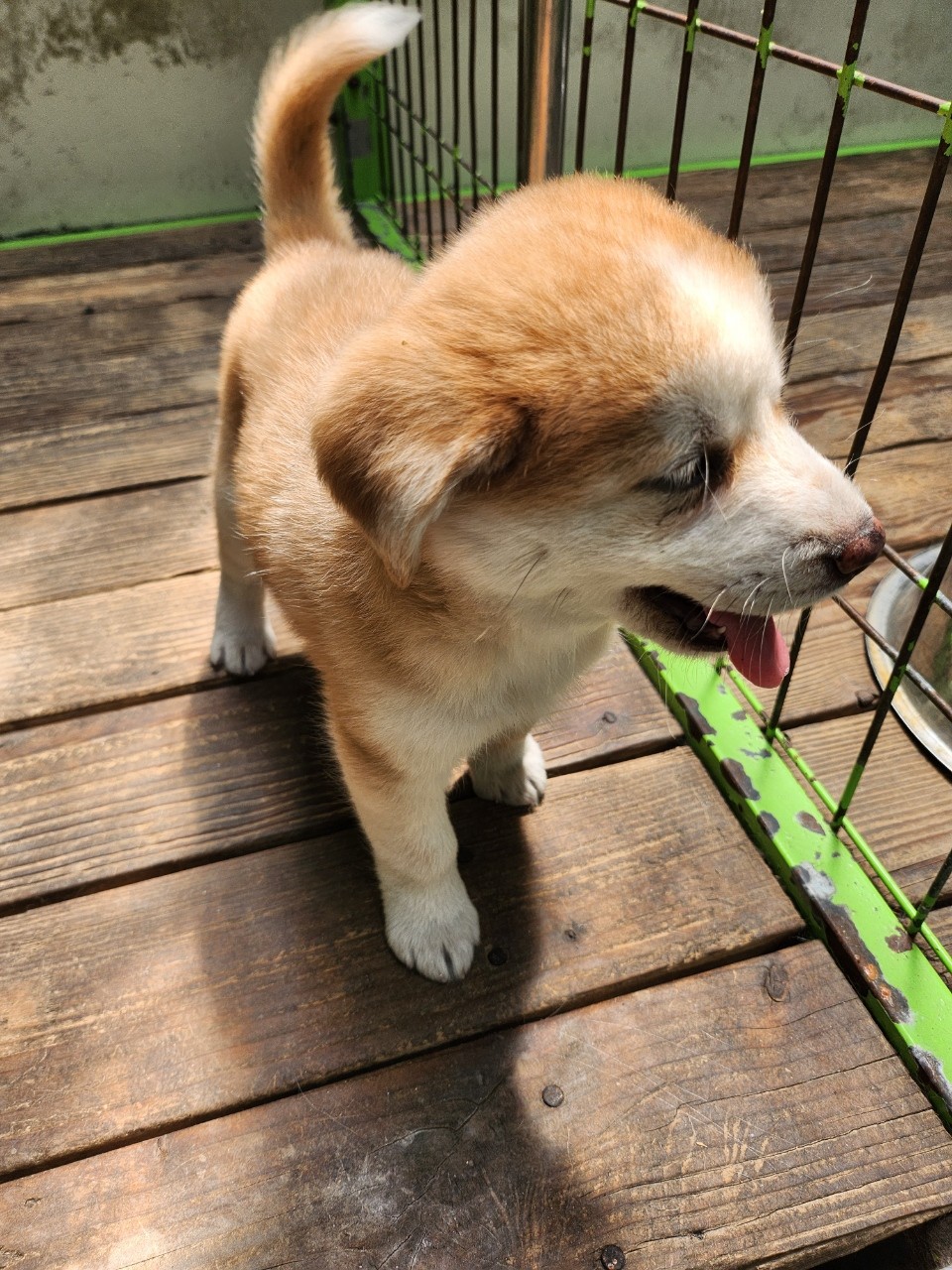 태백시유기동물보호소_442422202300307