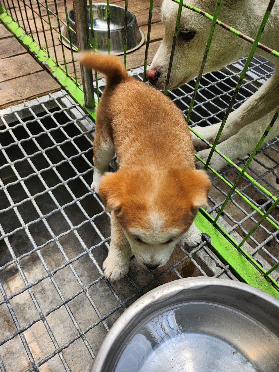 태백시유기동물보호소_442422202300306