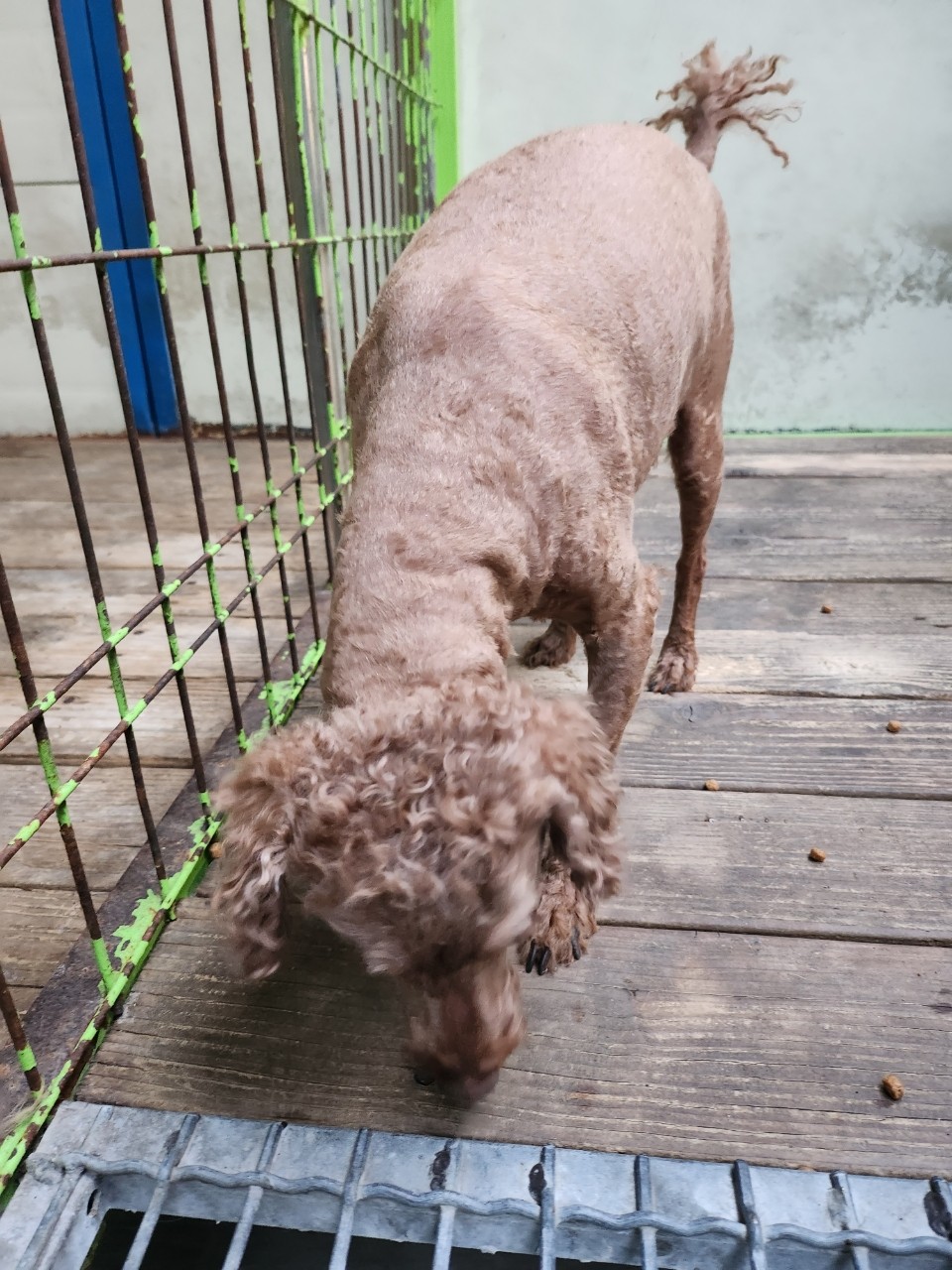 태백시유기동물보호소_442422202300308