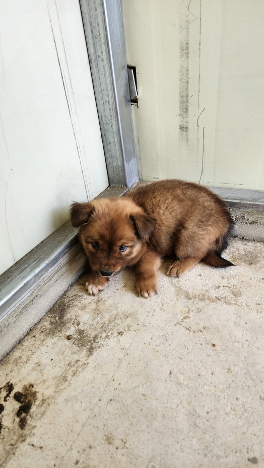 익산유기동물보호소_445468202301245