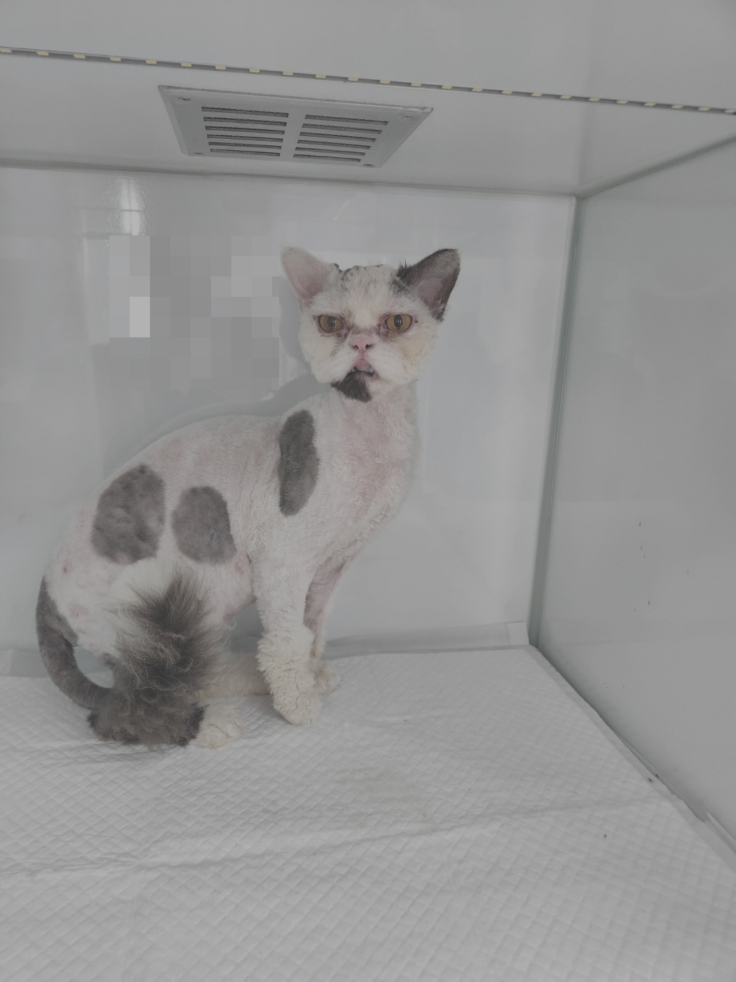 [고양이] 믹스묘 세종-세종-2023-00178 유기동물 배경 이미지 입니다.