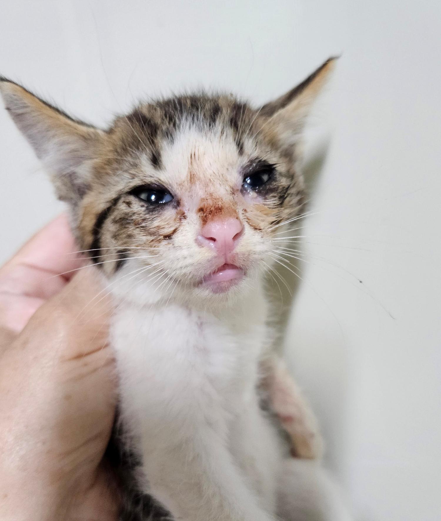 대구유기동물보호협회_427347202300521