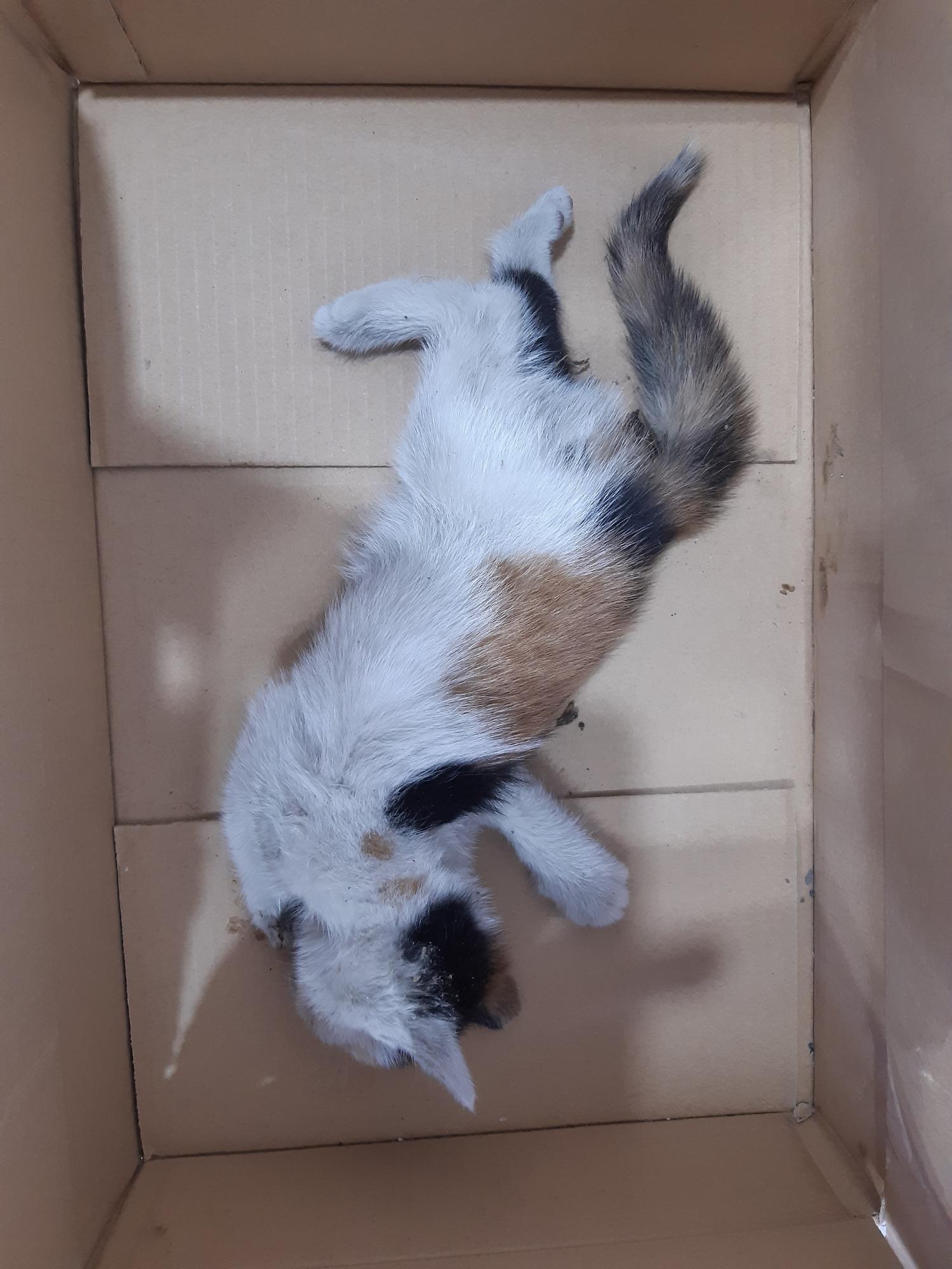 제니스동물병원_427346202300658
