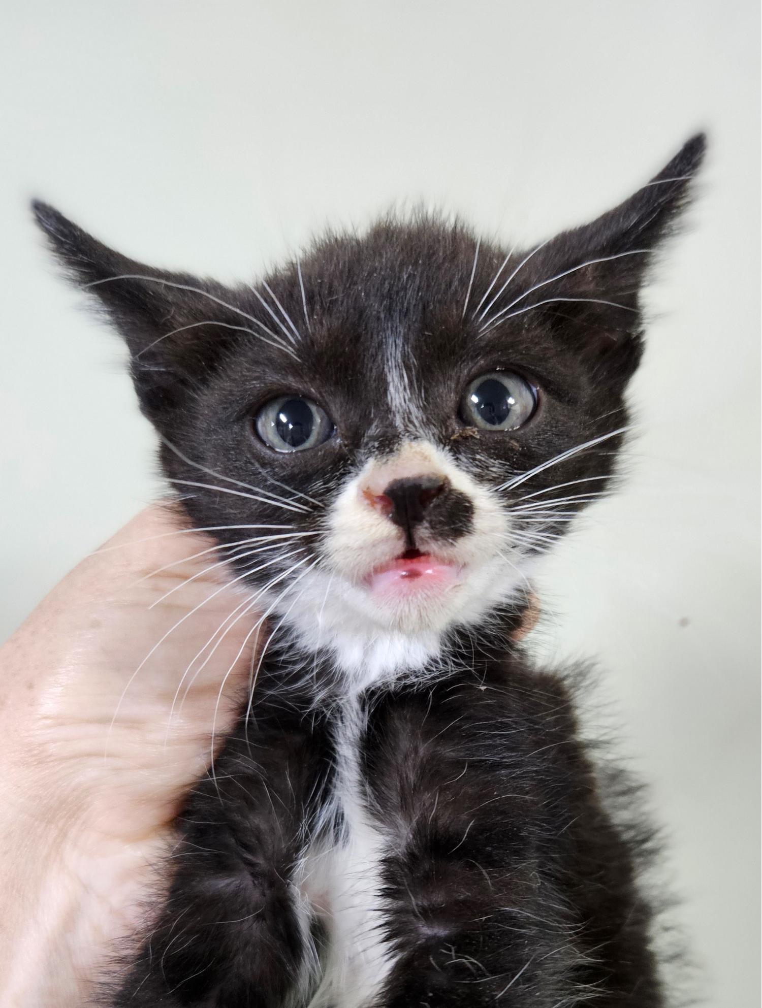 대구유기동물보호협회_427347202300523