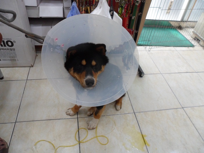 강현림동물병원_411314202300281