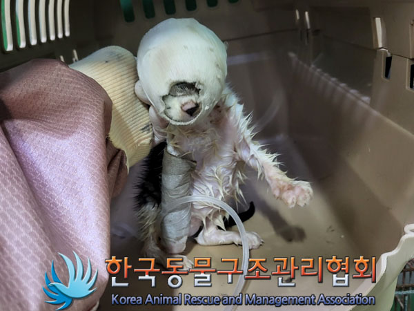 한국동물구조관리협회_441559202300420
