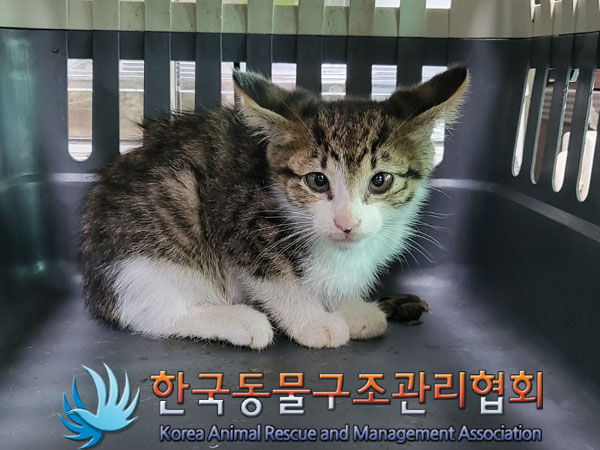 한국동물구조관리협회_411316202300428