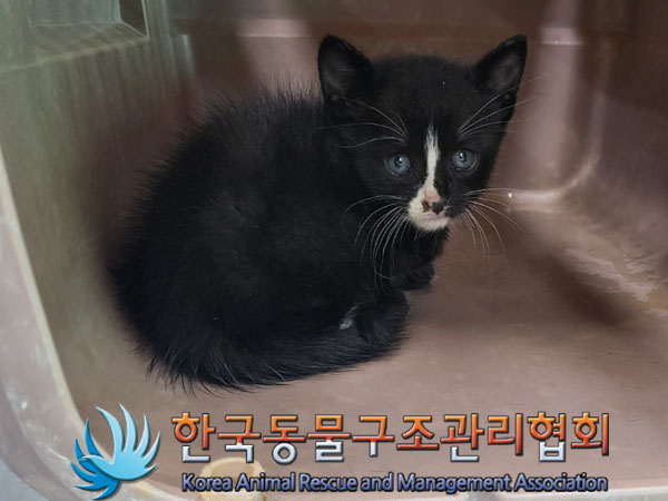 한국동물구조관리협회_411300202300217