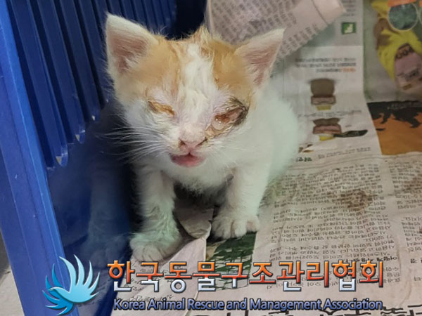 한국동물구조관리협회_441560202300734