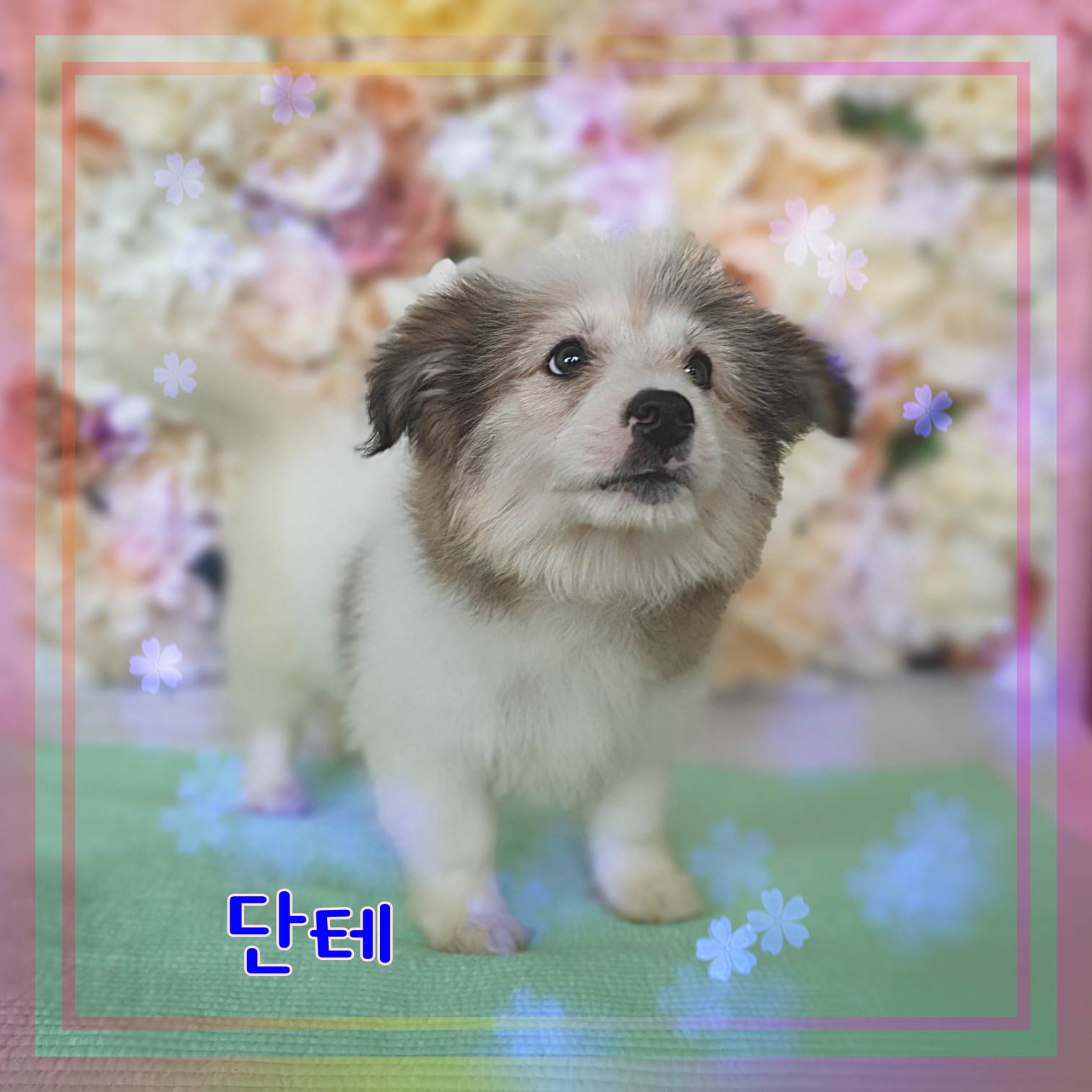 군산유기동물보호센터_445467202301004