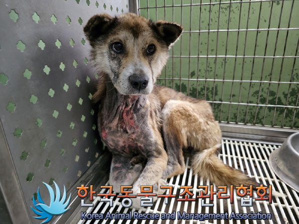 한국동물구조관리협회_441406202300813
