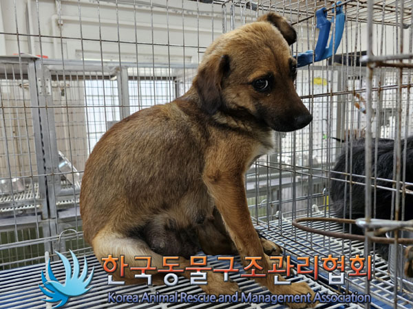 한국동물구조관리협회_441560202300749