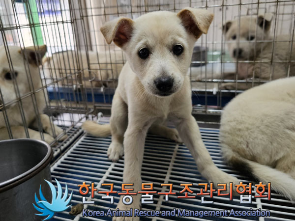 한국동물구조관리협회_441560202300739