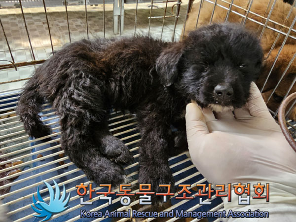 한국동물구조관리협회_441560202300744