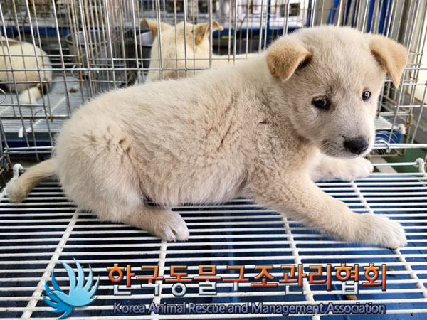 한국동물구조관리협회_441409202300926