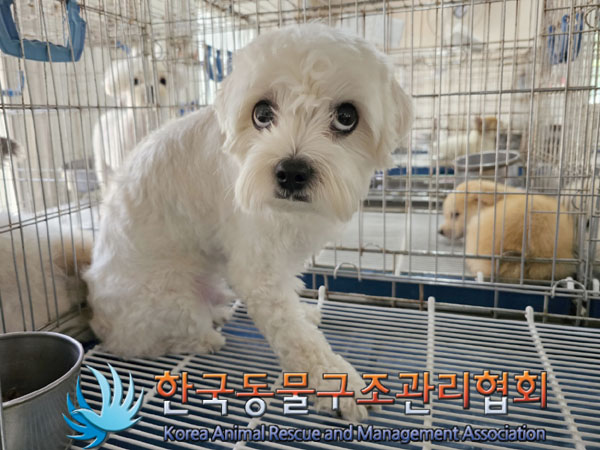 한국동물구조관리협회_411306202300416