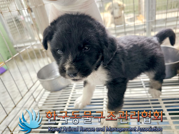 한국동물구조관리협회_441560202300741