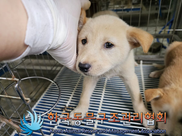 한국동물구조관리협회_441406202300816