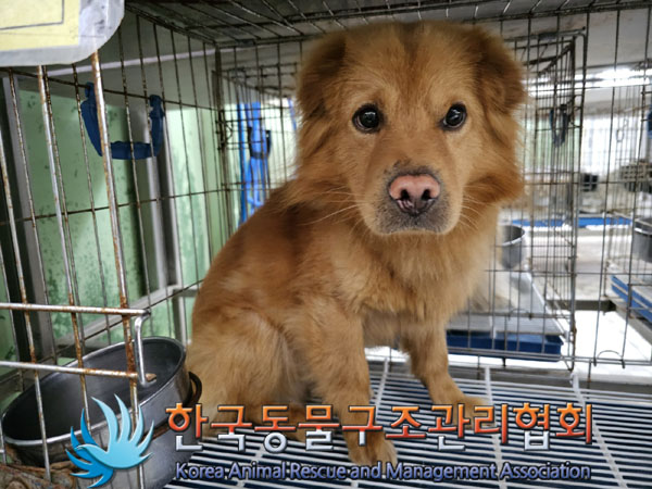 한국동물구조관리협회_411300202300218
