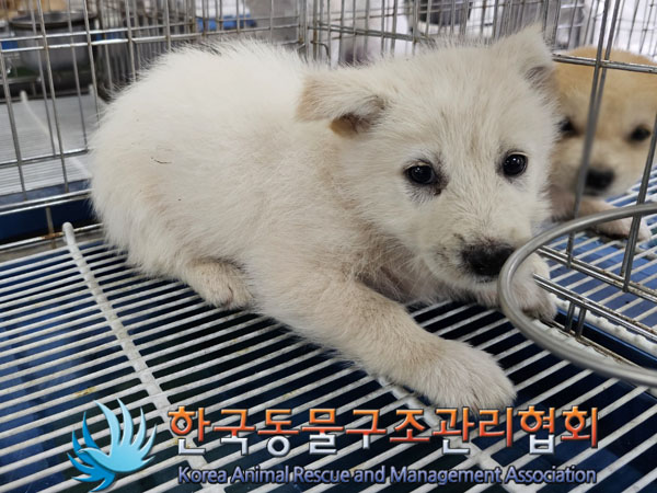 한국동물구조관리협회_441406202300815