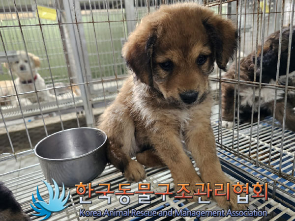 한국동물구조관리협회_441560202300742