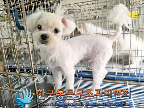 한국동물구조관리협회_441392202300117