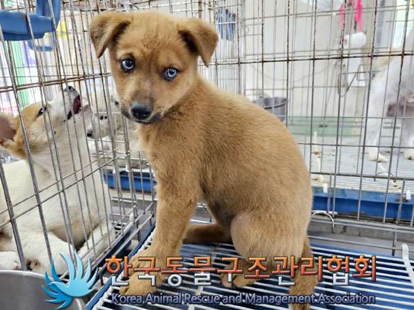 한국동물구조관리협회_441560202300740