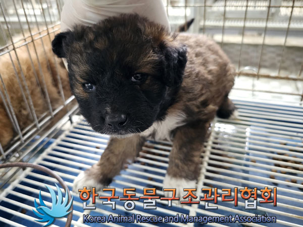 한국동물구조관리협회_441560202300743