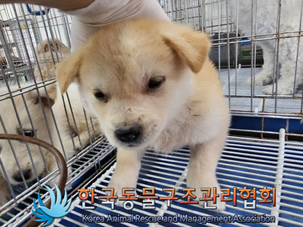 한국동물구조관리협회_441406202300814