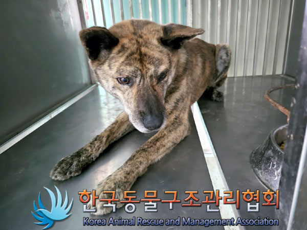한국동물구조관리협회_441414202300389
