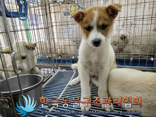 한국동물구조관리협회_441560202300738