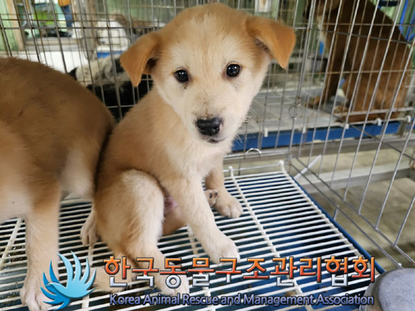 한국동물구조관리협회_441406202300817