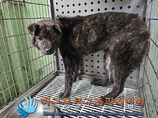 한국동물구조관리협회_441559202300421