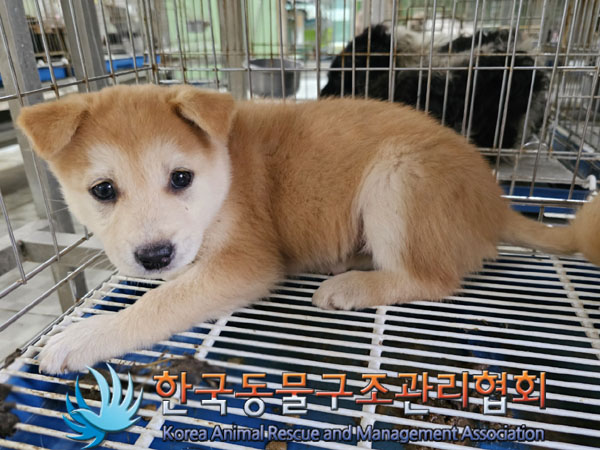 한국동물구조관리협회_441406202300819