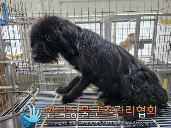 한국동물구조관리협회_441560202300750