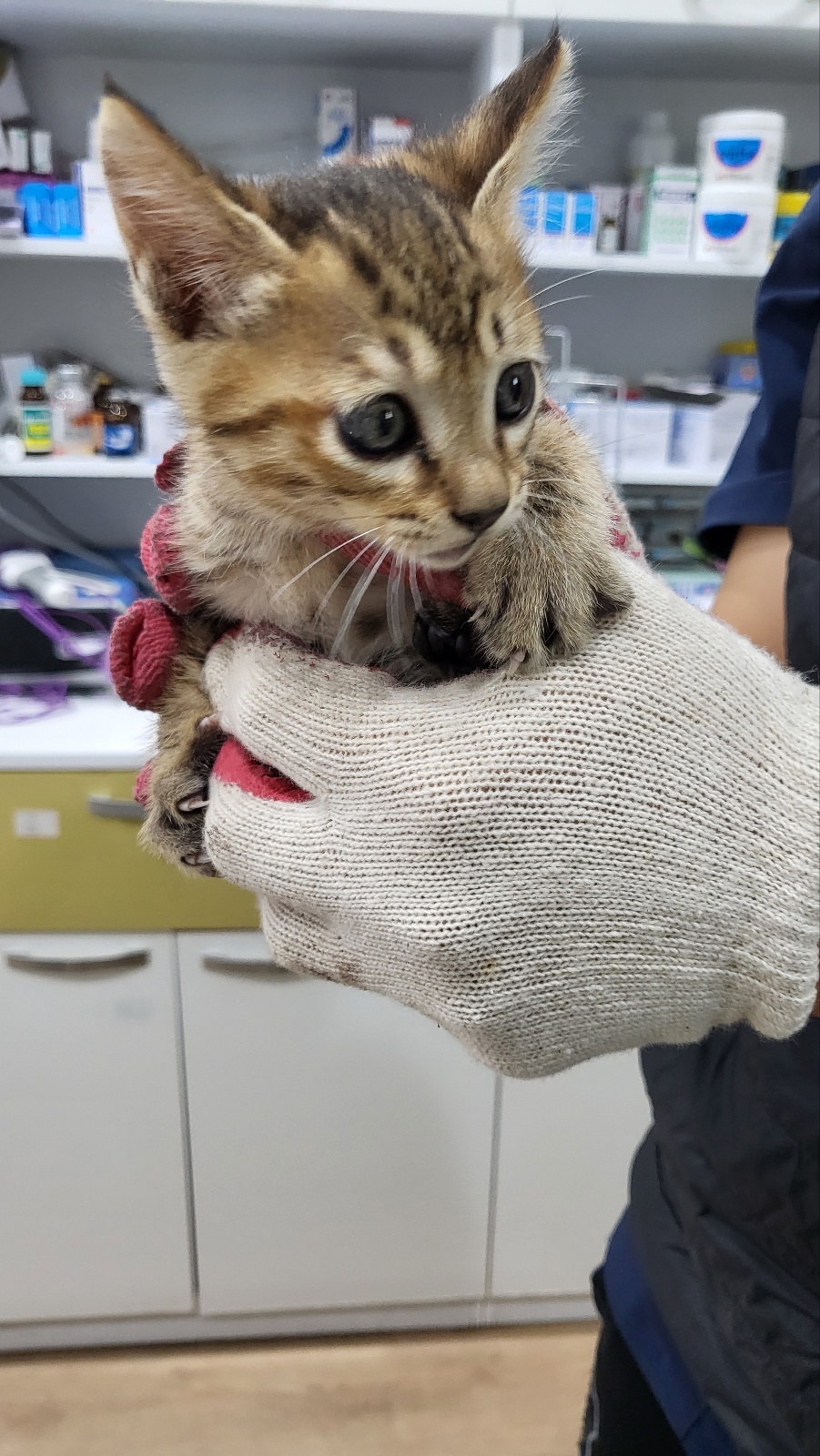 태민동물병원_448548202300377