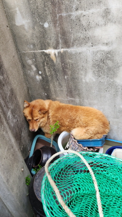 익산유기동물보호소_445468202301256