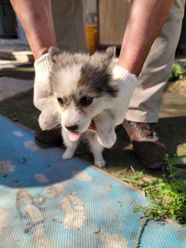 괴산증평동물보호센터_443446202300241