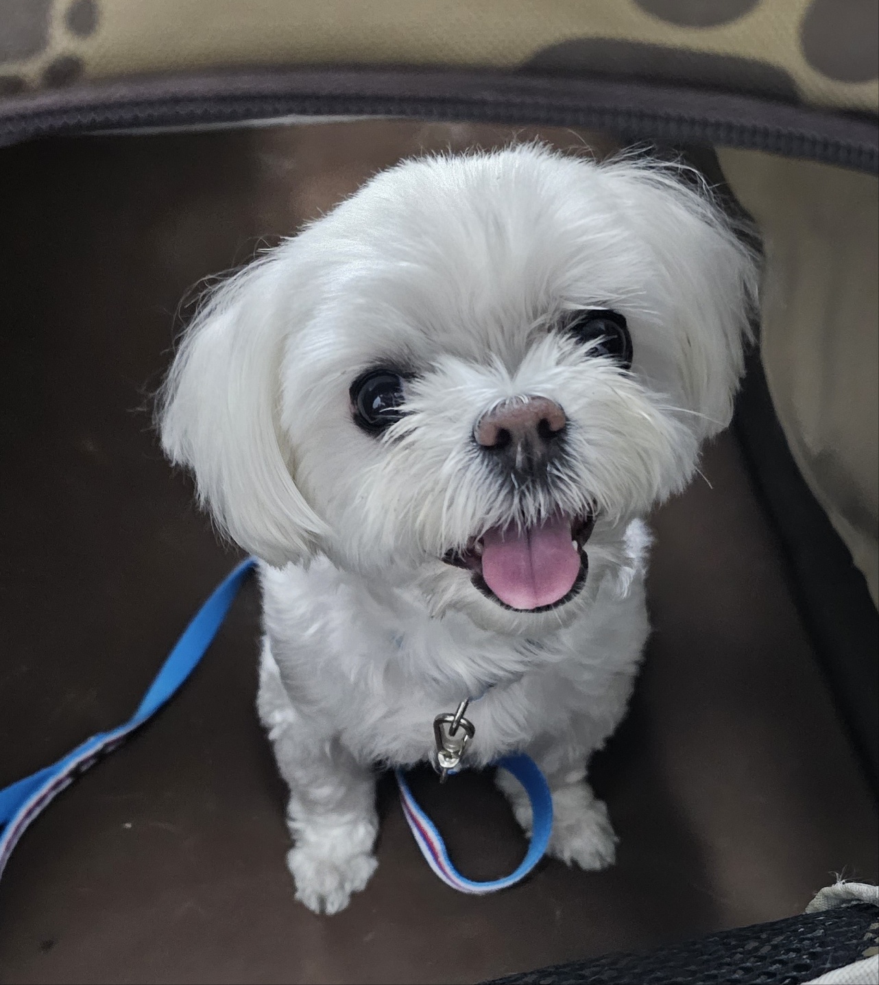 강릉시 동물사랑센터_442420202300313