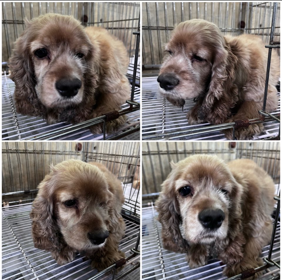 천안시유기동물보호소_444449202301309