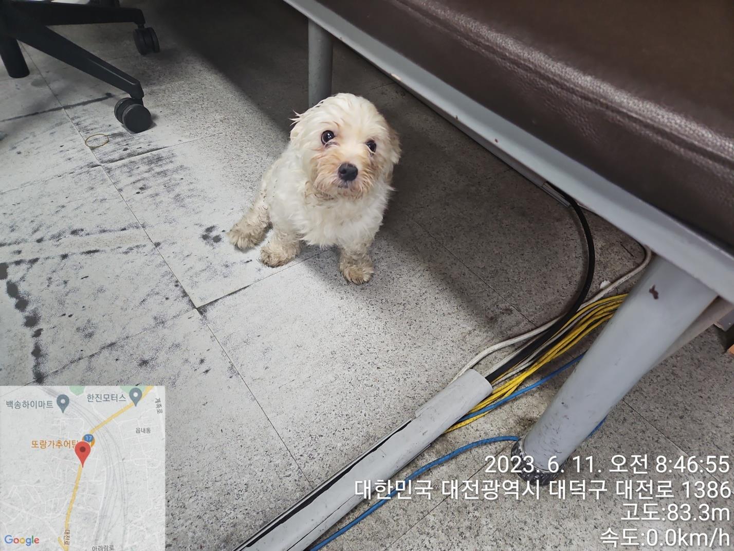 대전동물보호센터_430368202300279