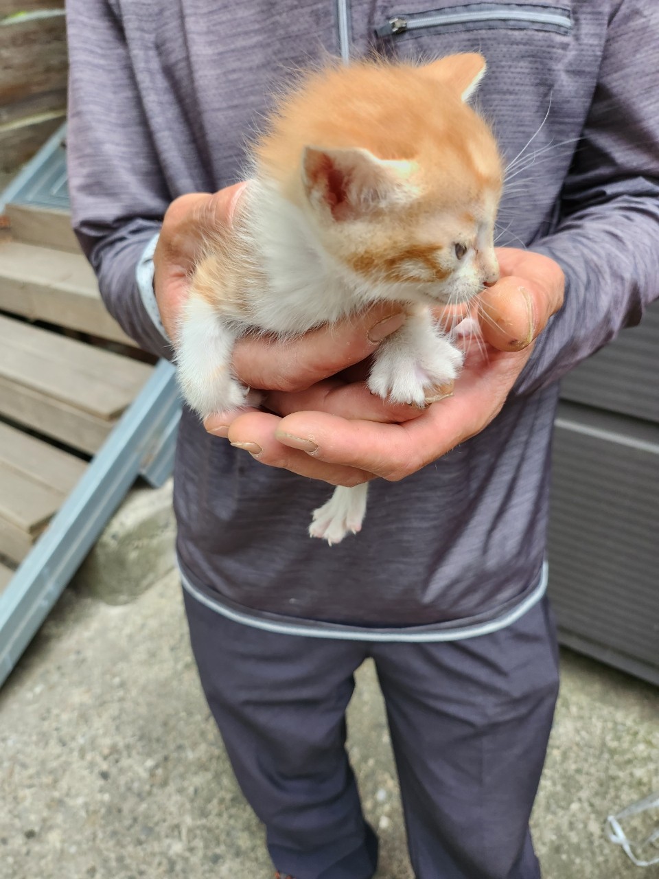 태백시유기동물보호소_442422202300312